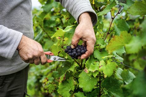 Осенний сбор винограда: оптимальное время для сбора