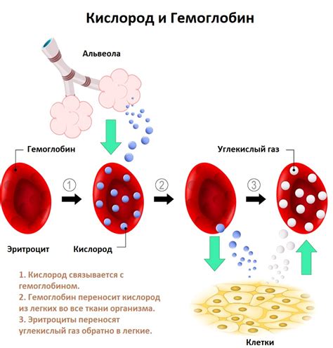 Осложнения, возможные при анемии детей