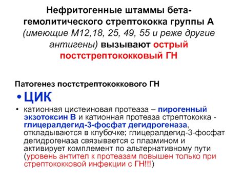 Осложнения при несвоевременном лечении бета гемолитического стрептококка