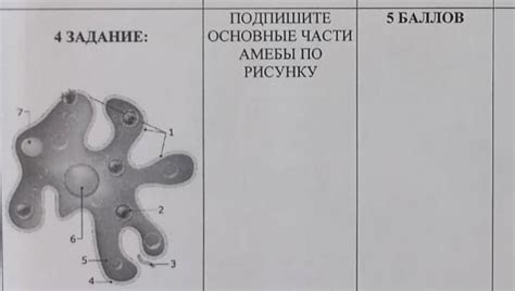 Основные методы перемещения амебы