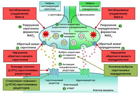 Основные механизмы действия антидепрессантов