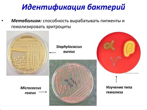 Основные определения в микробиологии