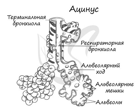 Основные особенности строения альвеол