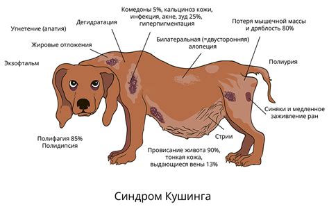 Основные признаки болезни собаки