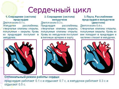 Основные признаки сердечного человека