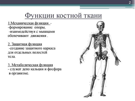 Основные принципы восстановления костной ткани