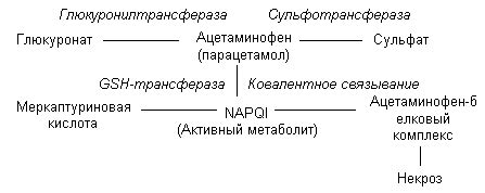 Основные принципы метаболизма