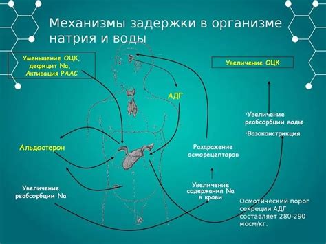 Основные причины задержки воды в отсеке для порошка: