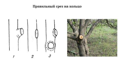 Основные техники обрезки