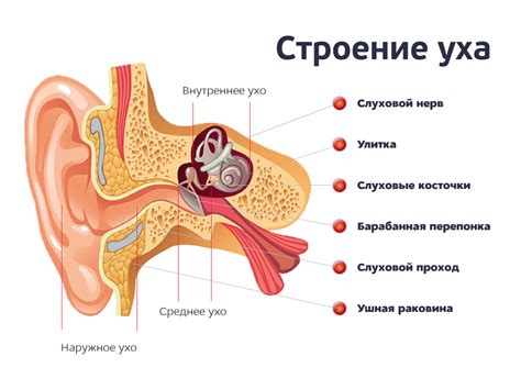 Основные функции кисточек на ушах