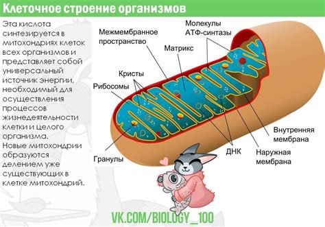 Основные функции митохондрий в жизни растений