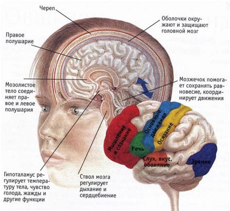 Основные функции мозга человека