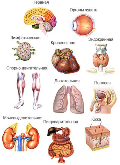 Основные функции органов