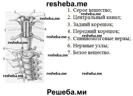 Основные функции рог