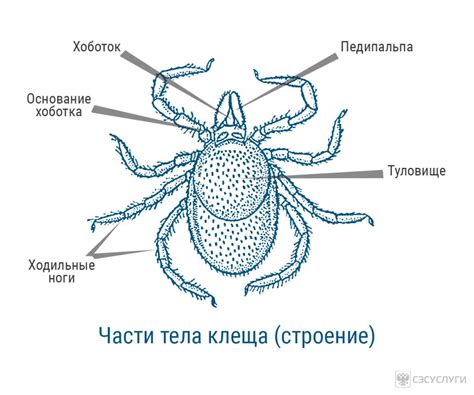 Основные характеристики клеща