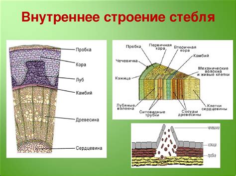 Основные элементы сердцевины стебля