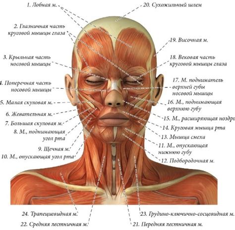 Особенности анатомии межбровья