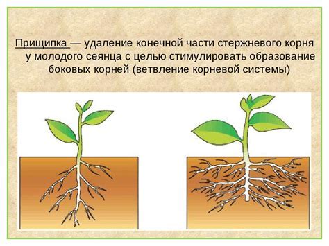 Особенности корневой системы растений