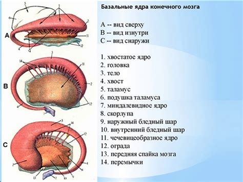 Особенности лечения базальных отделов