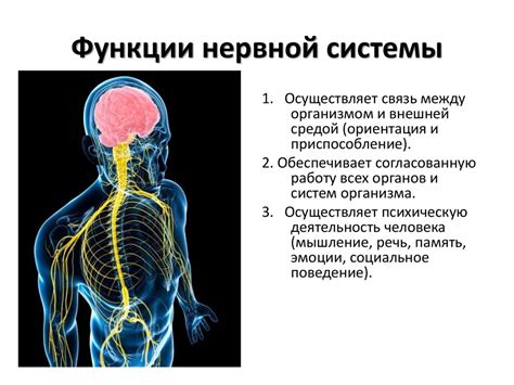 Особенности нервной системы