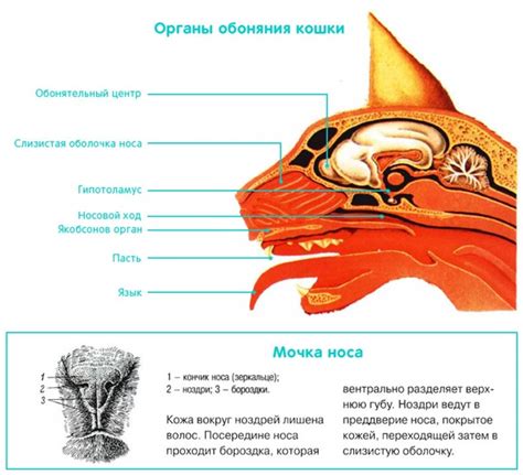 Особенности обоняния кошек