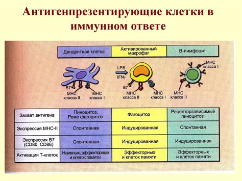 Особенности передачи иммунитета