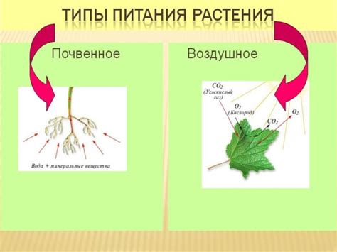 Особенности питания растений