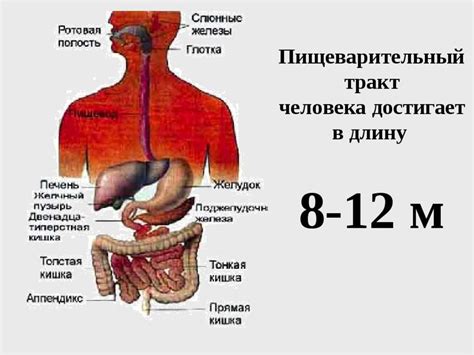 Особенности пищеварения у человека