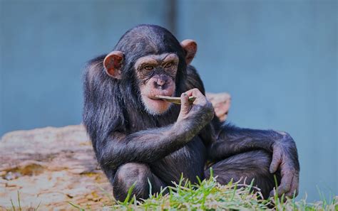 Особенности поведения обезьян