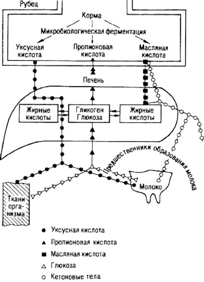 Особенности процесса переваривания жира у животных