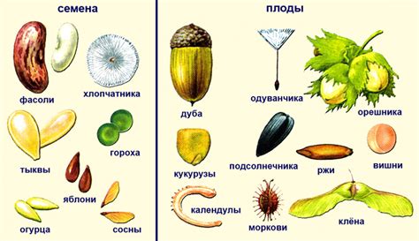 Особенности распространения семян