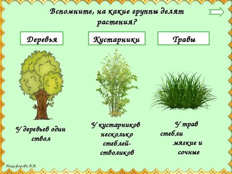 Особенности роста травы и кустарников