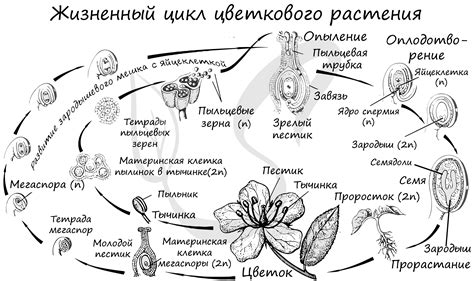 Особенности семян карата