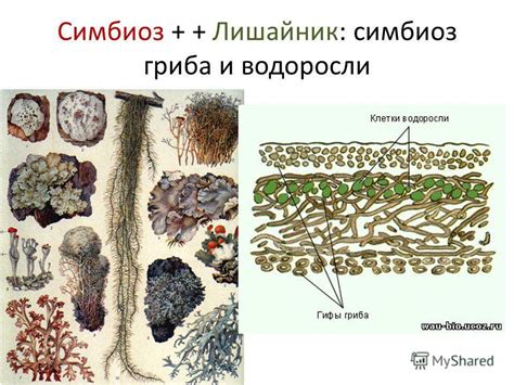 Особенности симбиоза