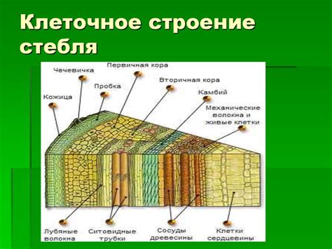 Особенности стебля