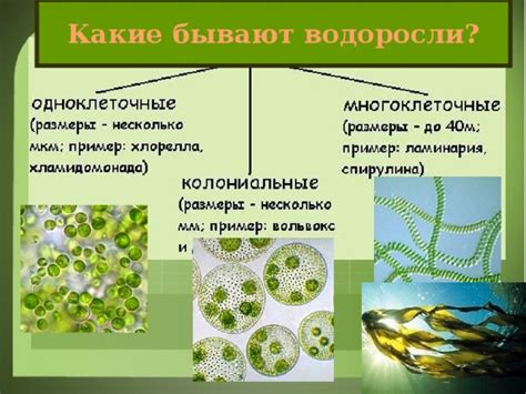 Особенности строения водорослей