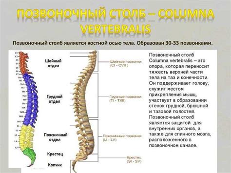 Особенности строения позвоночника