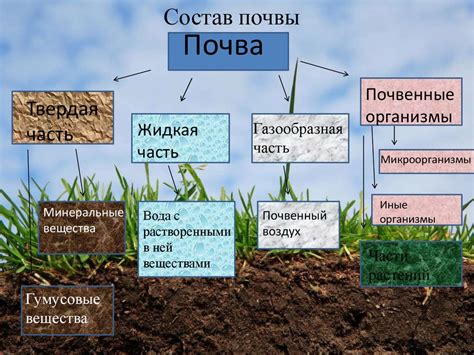 Особенности структуры и состава почвы