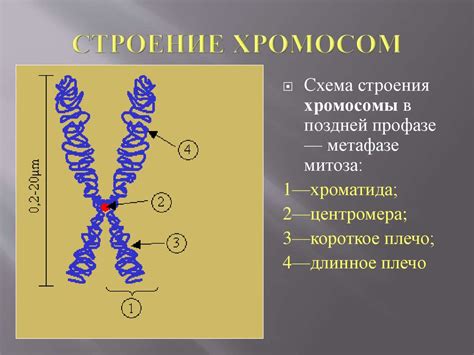 Особенности хромосом в растениях