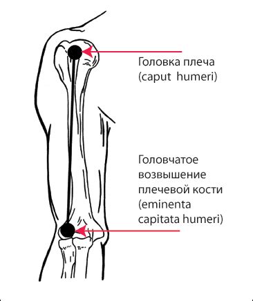 Ось поворота плеча