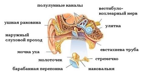 Отек и покраснение наружного слухового прохода