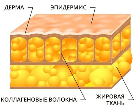 Отложение жира