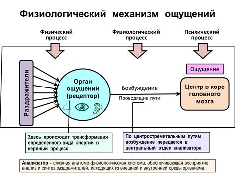 Отражение ощущений и возраста