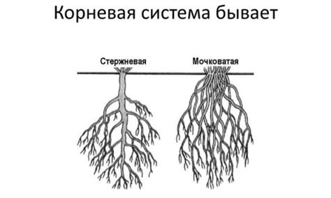 Оценка состояния корневой системы