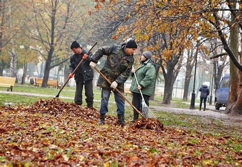 Очистка ствола от листвы и мха