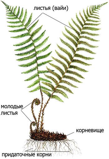 Папоротниковидные растения: особенности строения