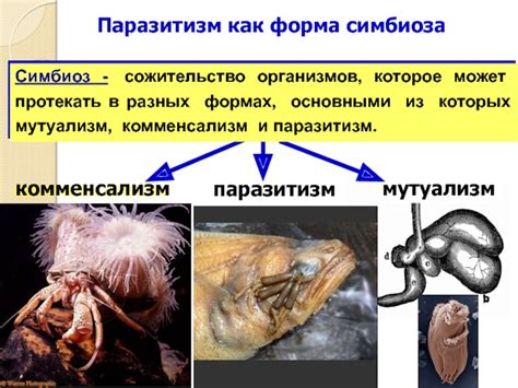 Паразитизм как форма симбиоза