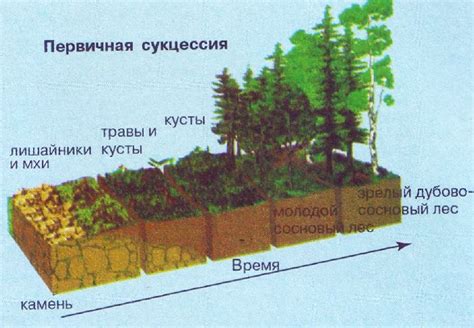 Первичная сукцессия и ее значение