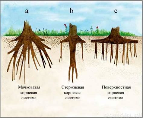 Перебор влаги и пересушивание корней