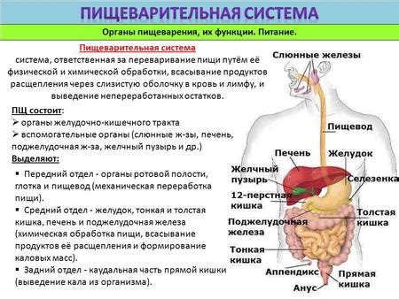 Переваривание пищи